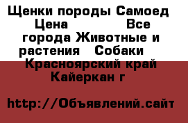 Щенки породы Самоед › Цена ­ 20 000 - Все города Животные и растения » Собаки   . Красноярский край,Кайеркан г.